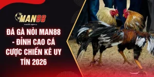 Đá Gà Nòi MAN88 - Đỉnh Cao Cá Cược Chiến Kê Uy Tín 2026